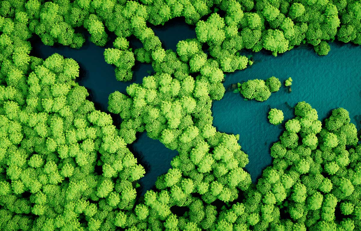 Sustainability guide green mangrove lake